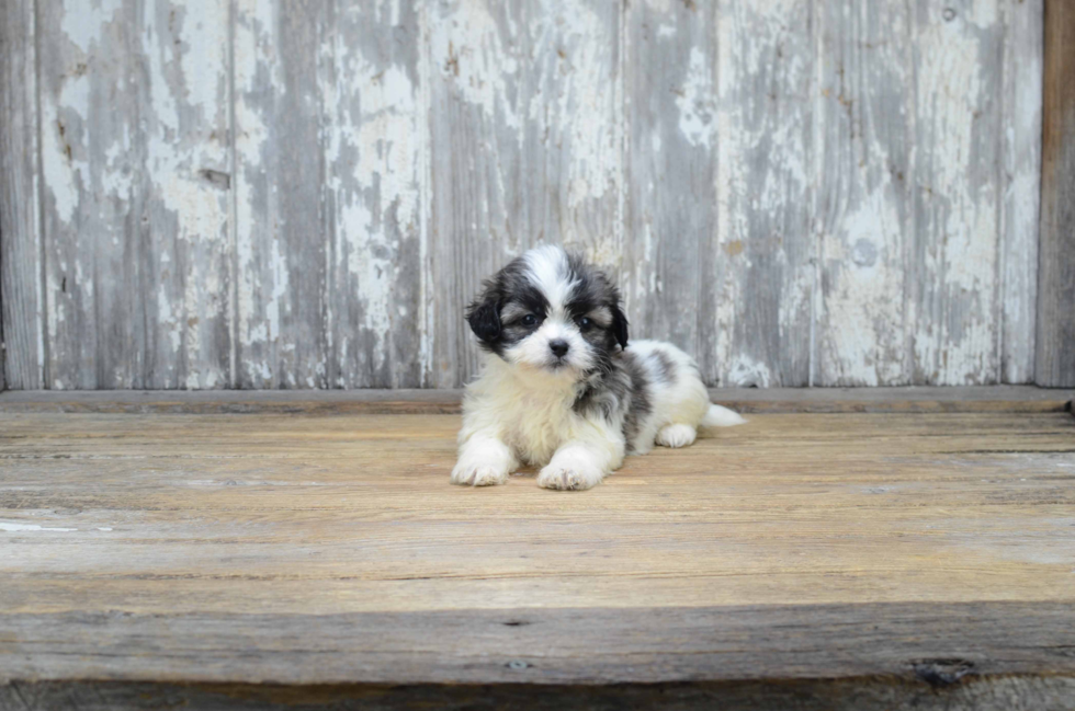 Fluffy Teddy Bear Designer Pup