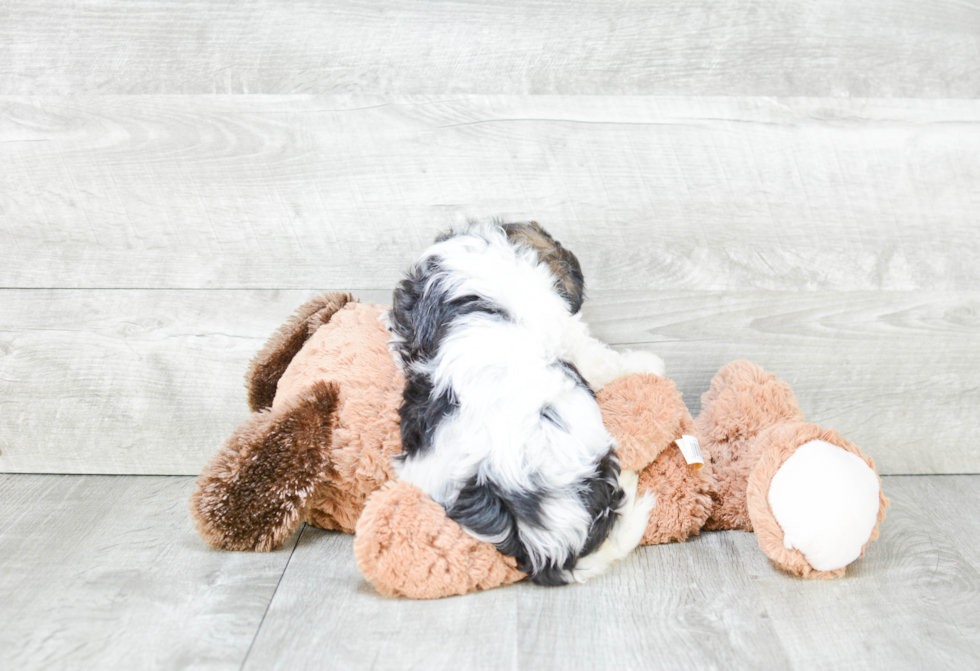 Petite Havanese Purebred Puppy