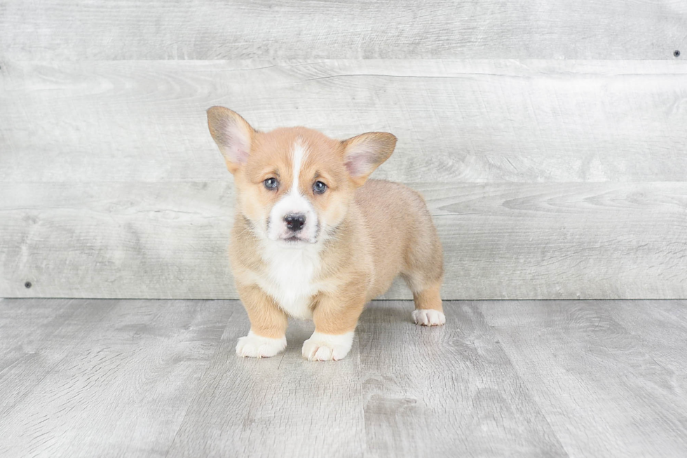 Cute Welsh Corgi Mix Puppy