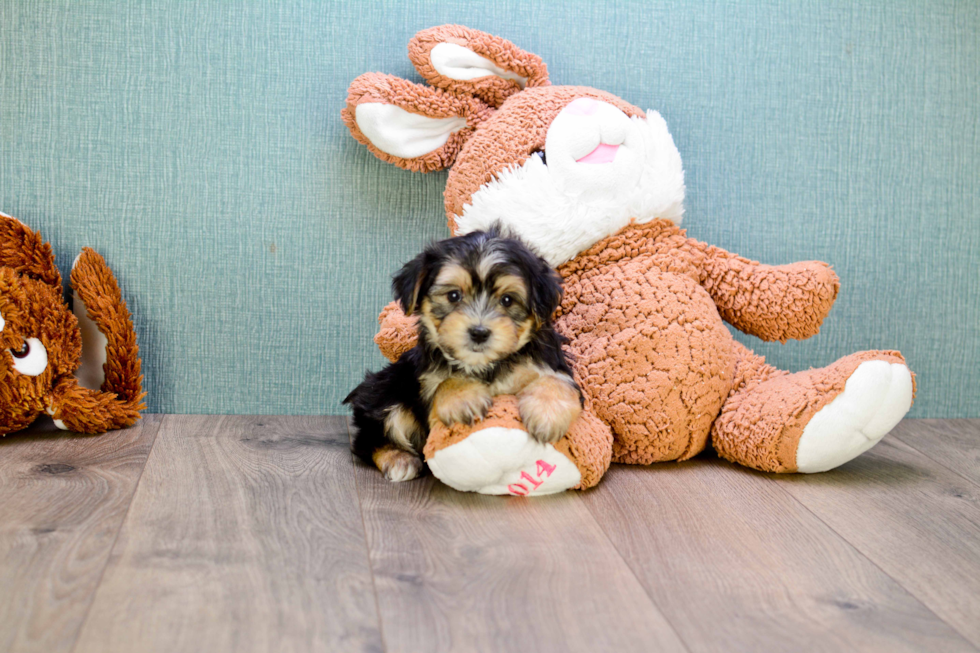 Energetic Yorkie Designer Puppy