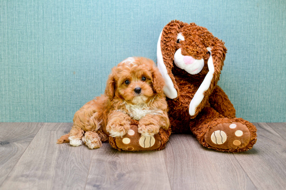 Small Cavapoo Baby