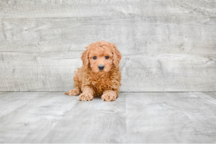 Petite Mini Goldendoodle Poodle Mix Pup