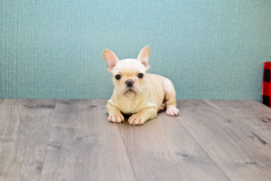 Best French Bulldog Baby