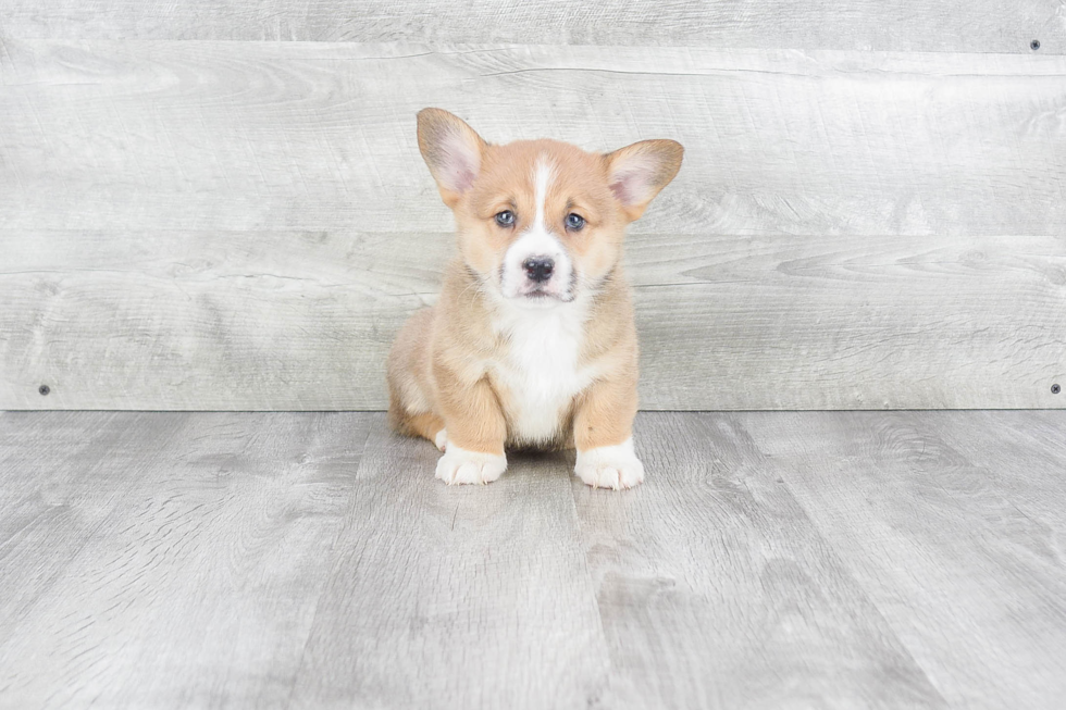 Best Welsh Corgi Baby