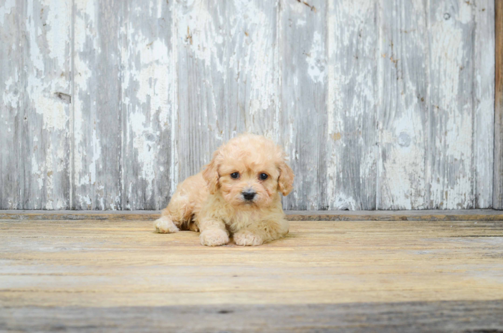 Cavachon Pup Being Cute