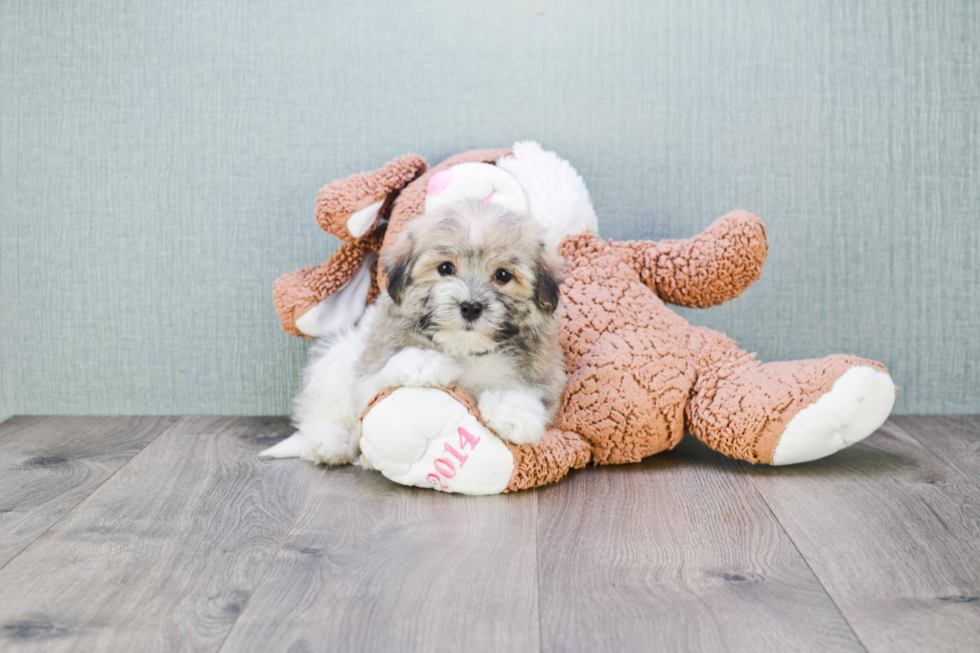Little Havanese Purebred Pup
