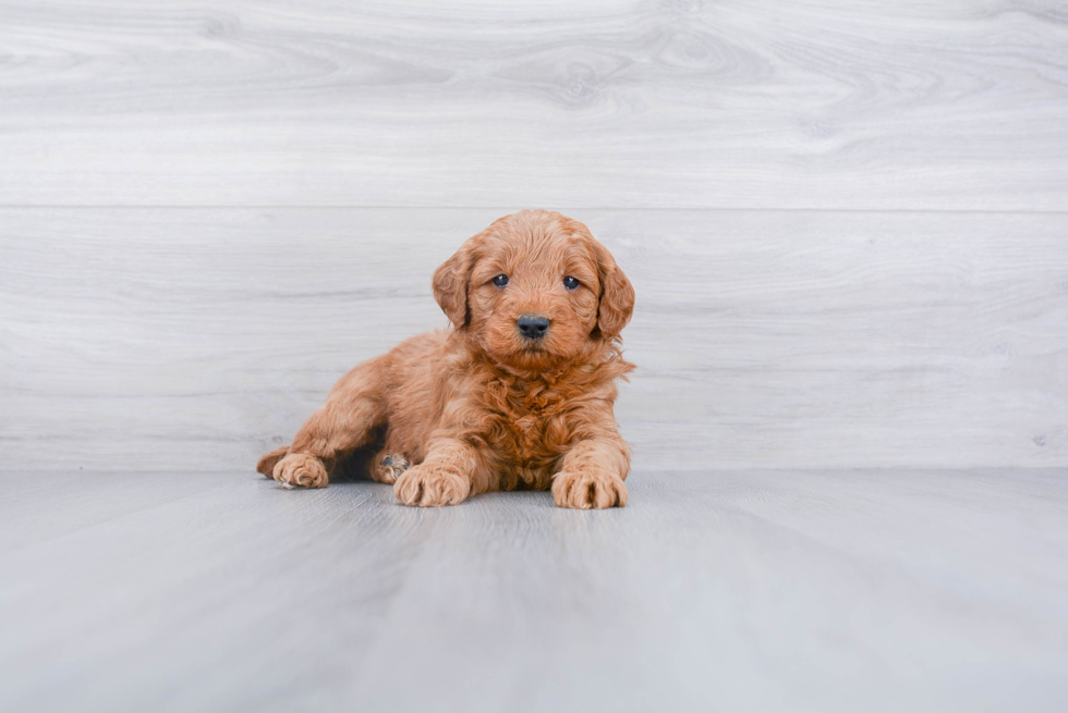 Friendly Mini Goldendoodle Baby