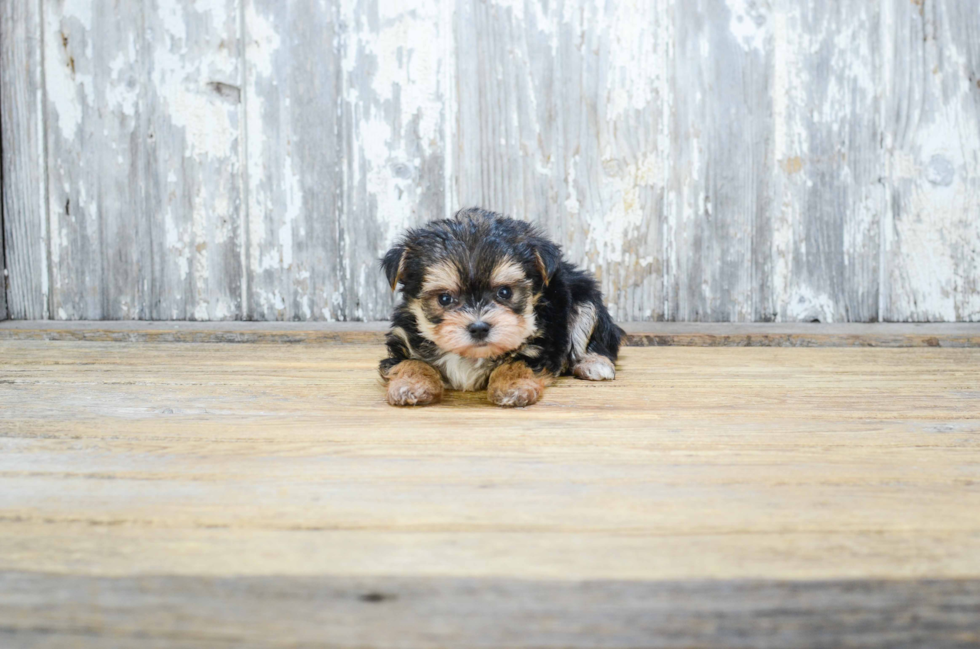 Morkie Puppy for Adoption