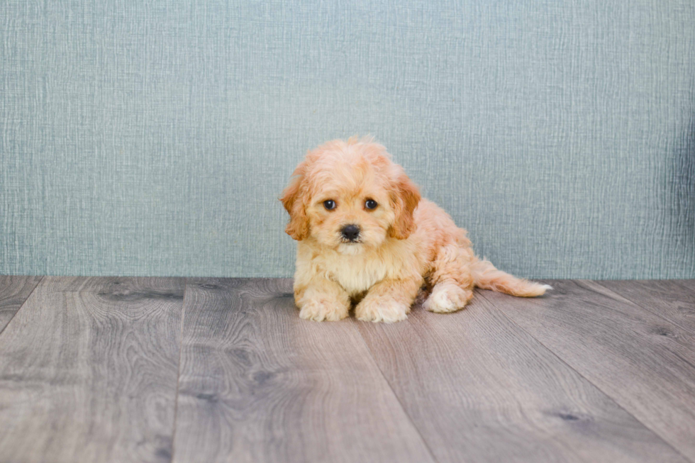 Popular Cavachon Designer Pup