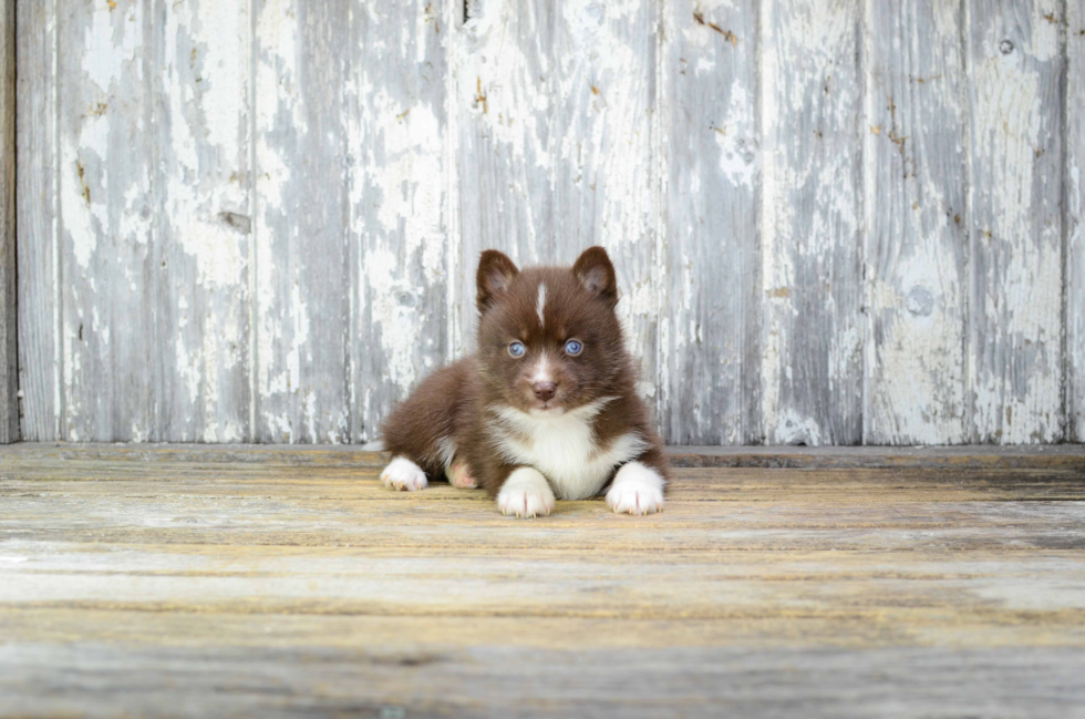 Pomsky Puppy for Adoption