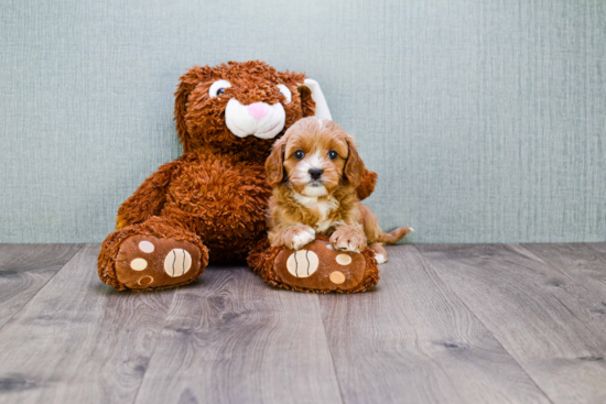 Friendly Cavapoo Baby