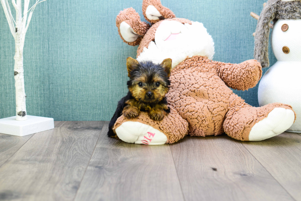 Meet Micro-Teacup-Alexandria - our Yorkshire Terrier Puppy Photo 