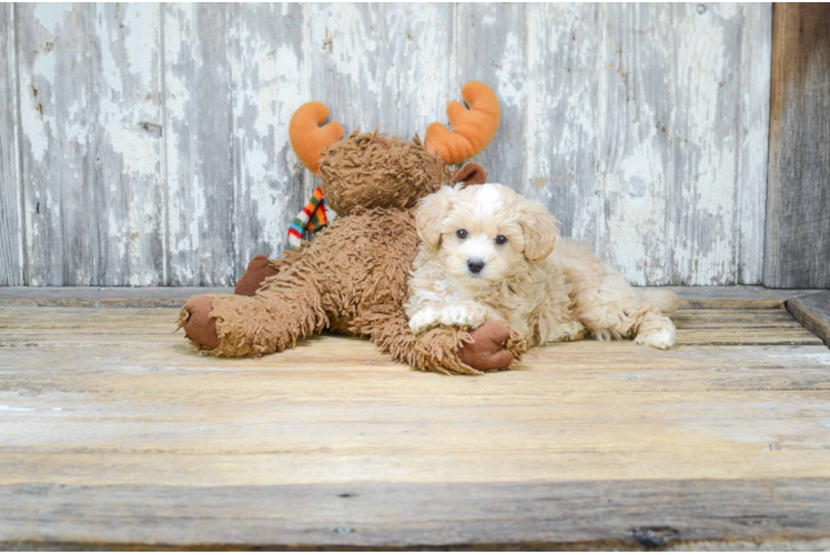 Maltipoo Pup Being Cute