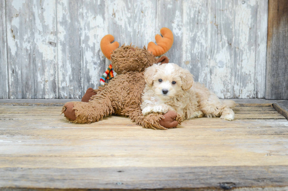 Maltipoo Pup Being Cute