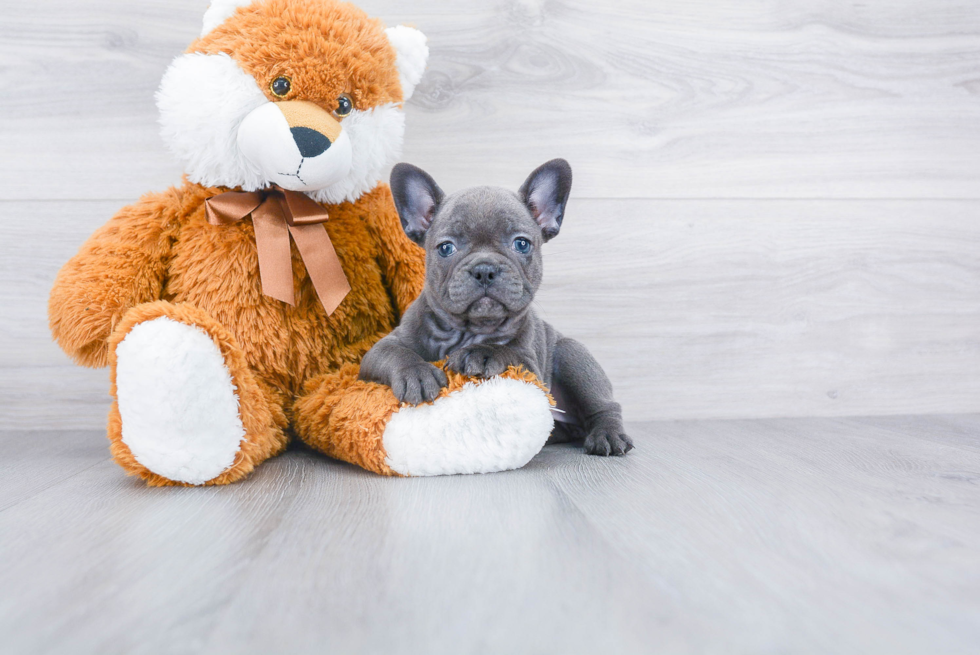 Playful French Bulldog Baby