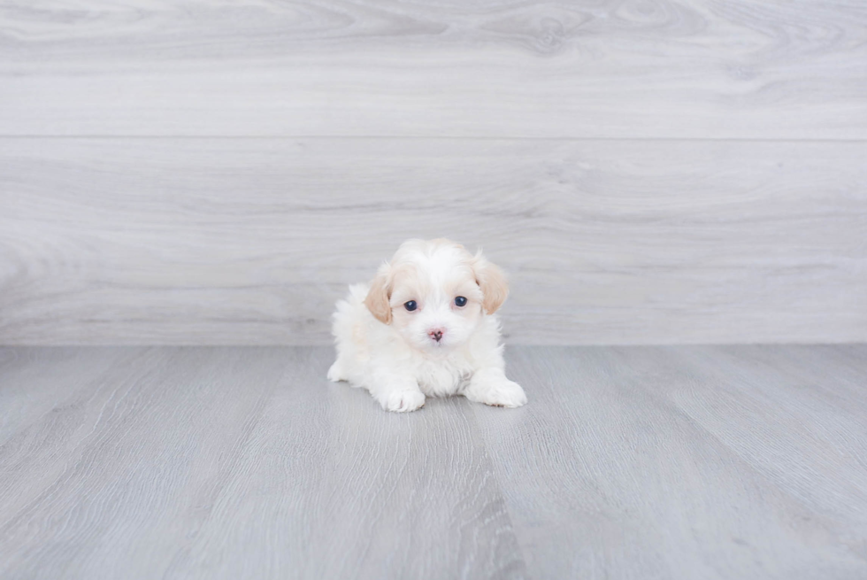 Best Maltipoo Baby