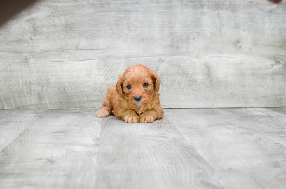 Happy Cavapoo Baby