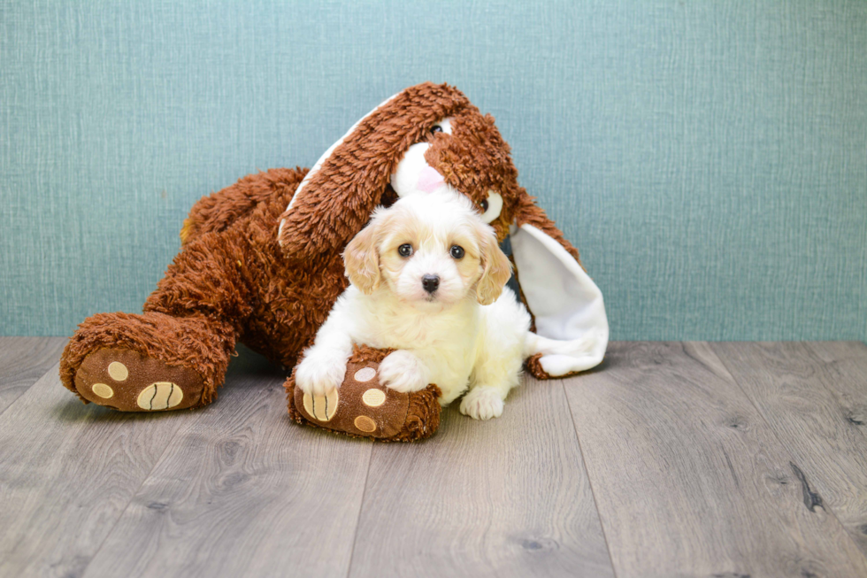 Cavachon Puppy for Adoption