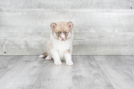 Funny Pomsky Designer Pup