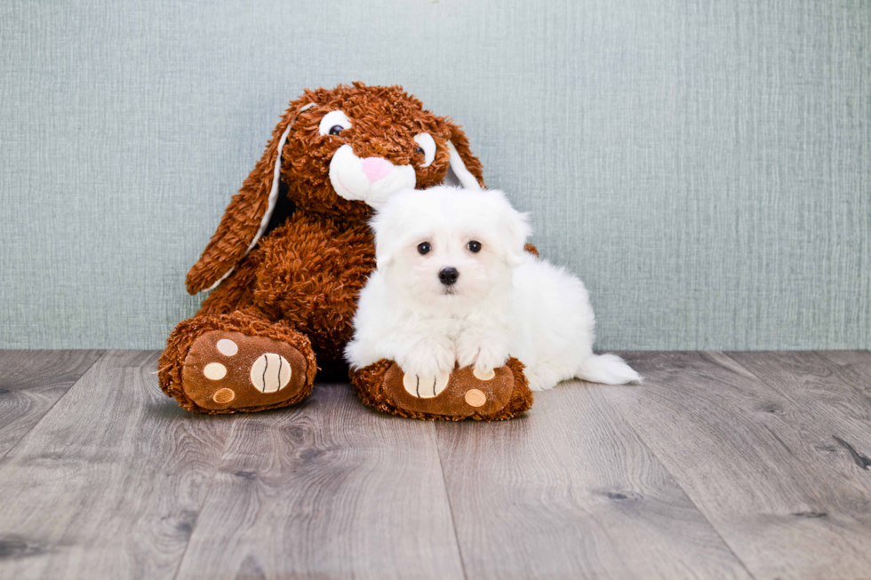 Maltese Puppy for Adoption