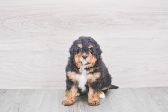 Best Mini Bernedoodle Baby