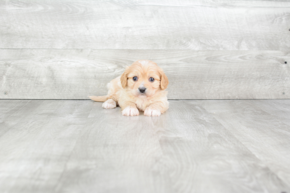 Cavachon Puppy for Adoption