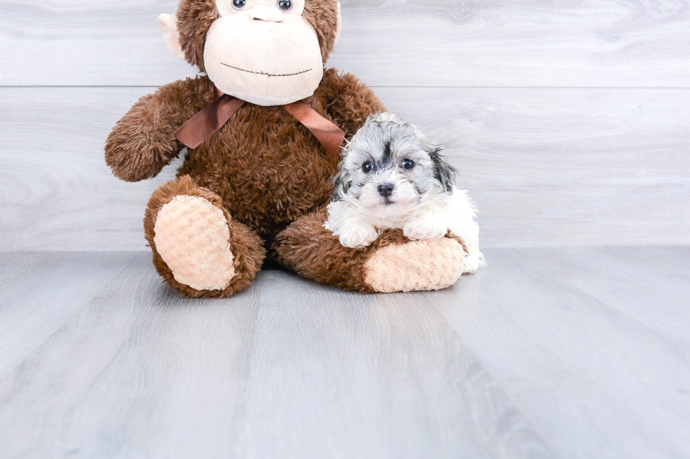 Small Havanese Baby