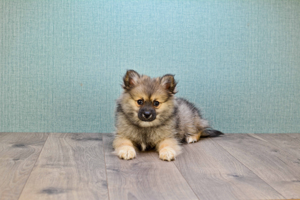 Pomeranian Pup Being Cute