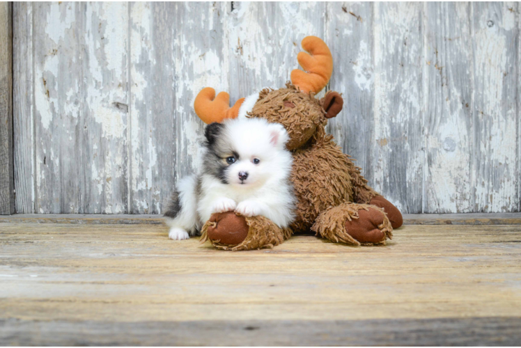 Pomeranian Puppy for Adoption