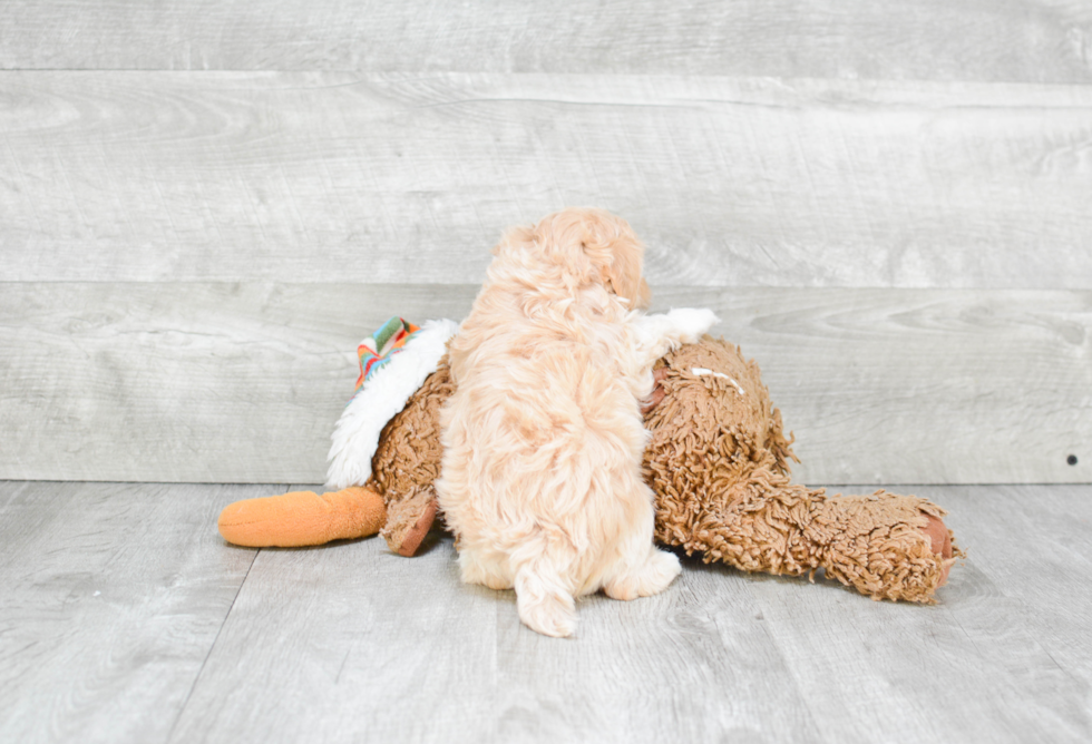 Little Maltese Poodle Poodle Mix Puppy