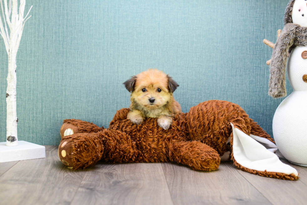 Morkie Pup Being Cute