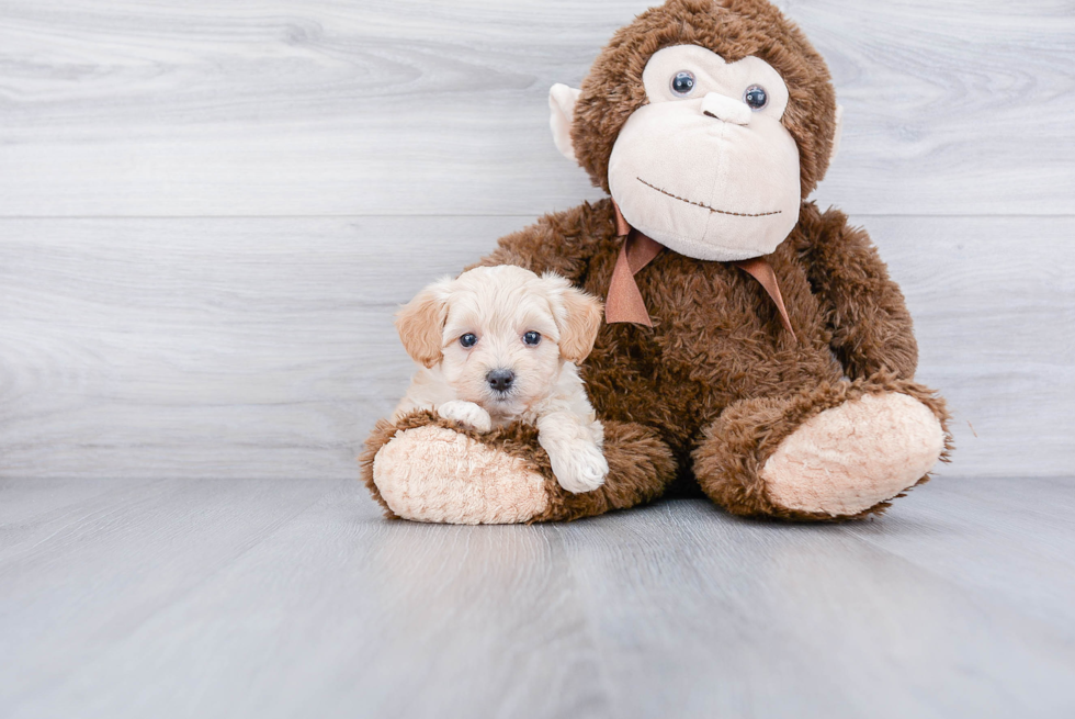 Smart Maltipoo Poodle Mix Pup