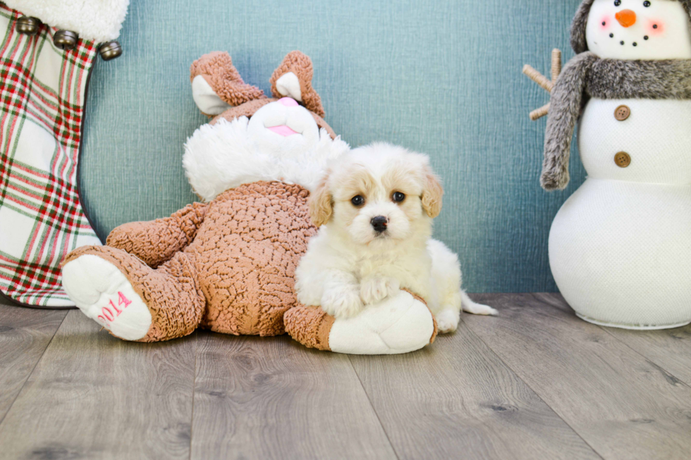 Adorable Cavalier Designer Puppy