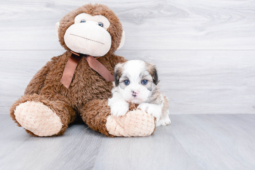 Popular Teddy Bear Designer Pup