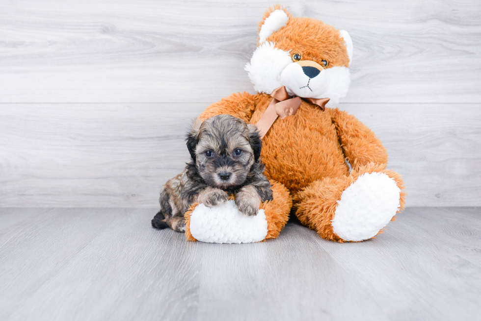 Teddy Bear Puppy for Adoption