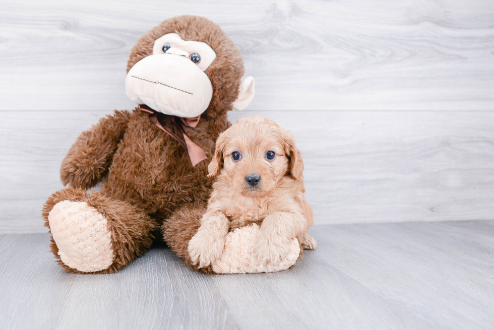 Cute Cavapoo Baby