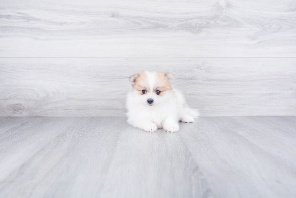 Akc Registered Pomeranian Purebred Pup