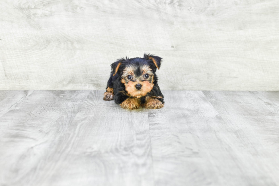 Meet Jeffy - our Yorkshire Terrier Puppy Photo 