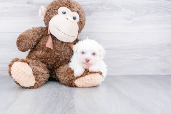 Havanese Puppy for Adoption