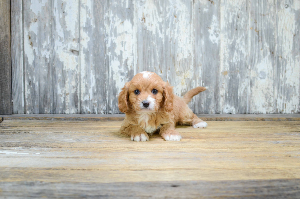 Cute Cavapoo Baby