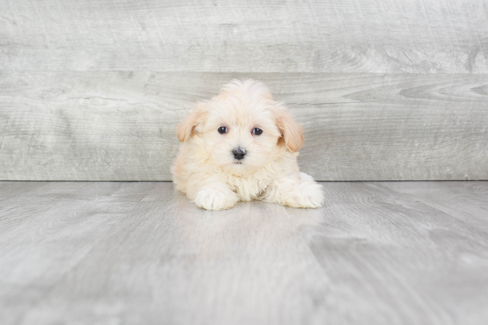 Small Maltipoo Baby