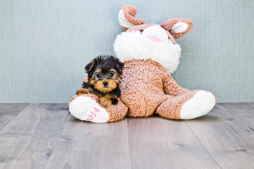 Meet Goldie - our Yorkshire Terrier Puppy Photo 