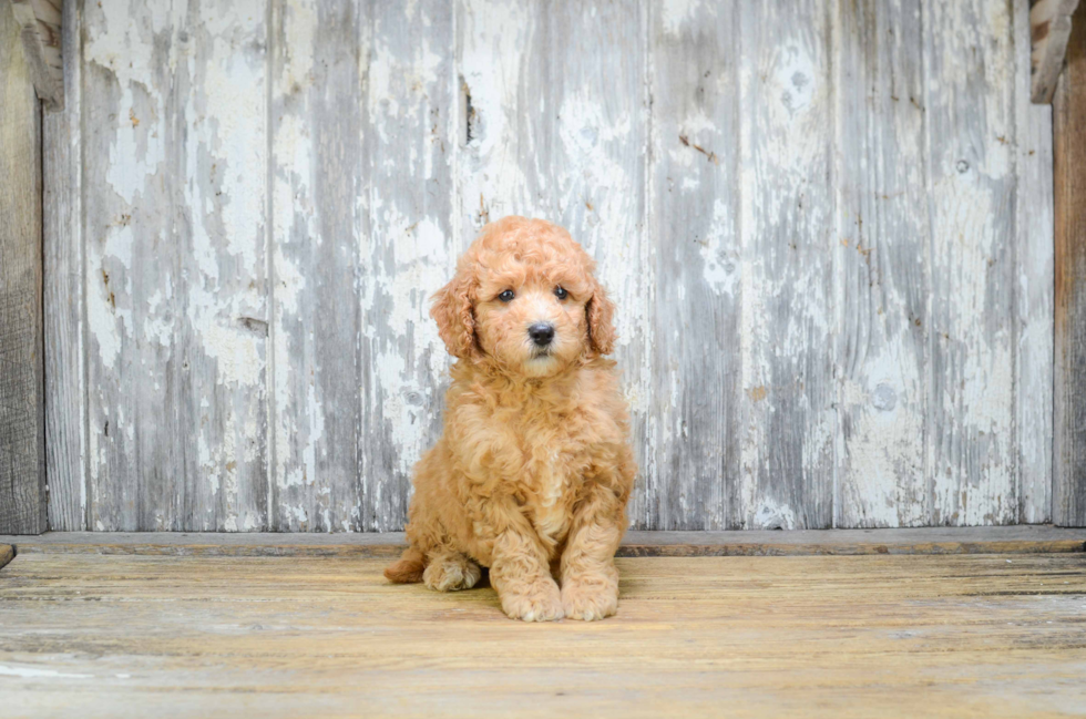 Small Mini Goldendoodle Baby