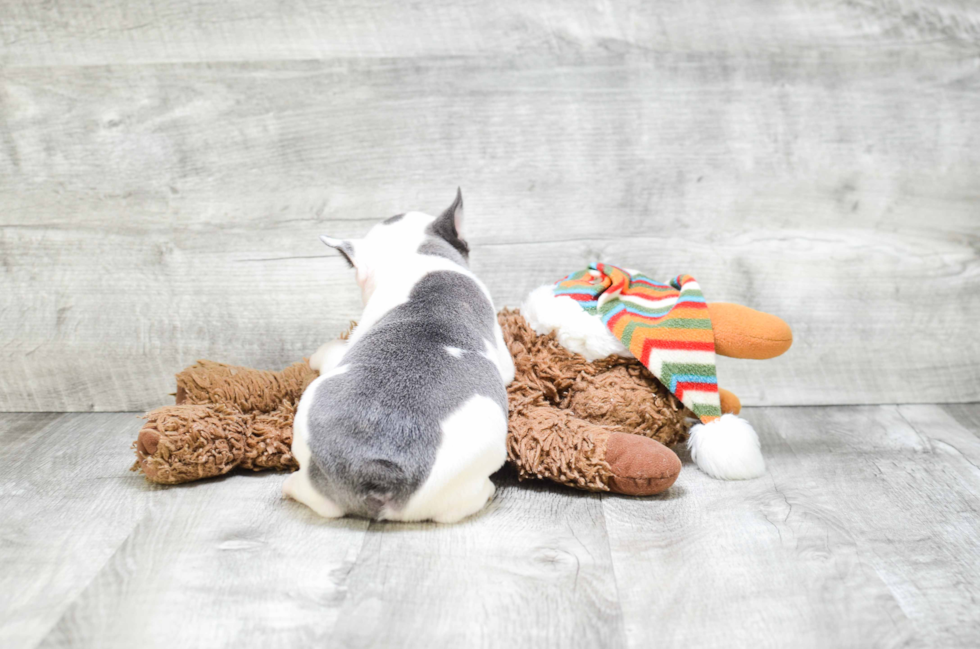 Playful French Bulldog Purebred Pup