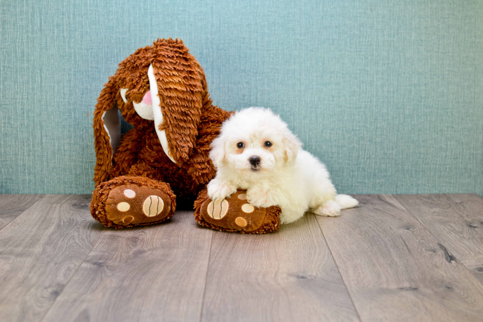 Maltipoo Pup Being Cute