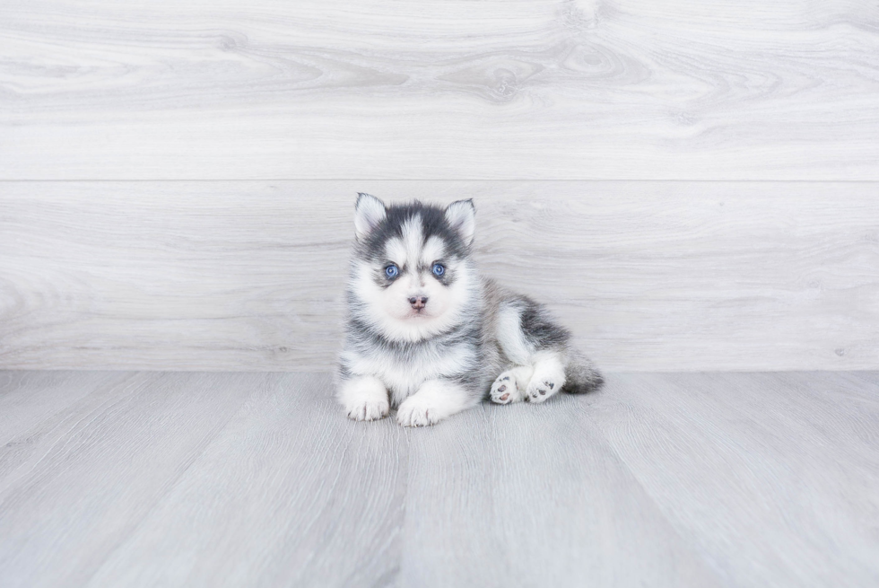 Funny Pomsky Designer Pup