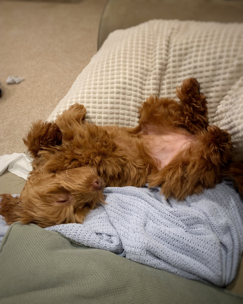 Popular Mini Labradoodle Poodle Mix Pup