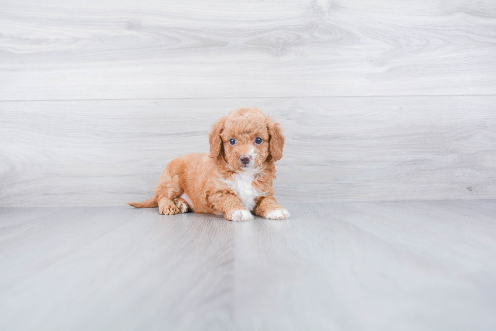 Mini Goldendoodle Puppy for Adoption