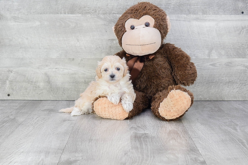 Maltipoo Pup Being Cute