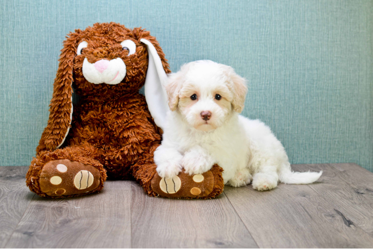 Playful Golden Retriever Poodle Mix Puppy